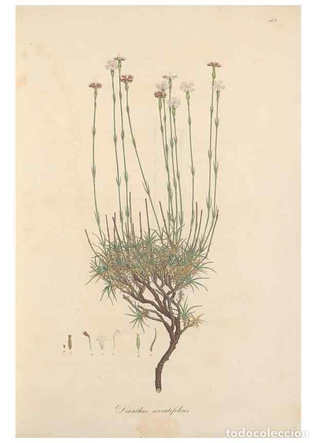 Sammeln von Zeitschriften und Zeitungen: Reproducci&oacute;n/Reproduction 49557789122: Flora Graeca, sive, Plantarum rariorum historia, quas in prov