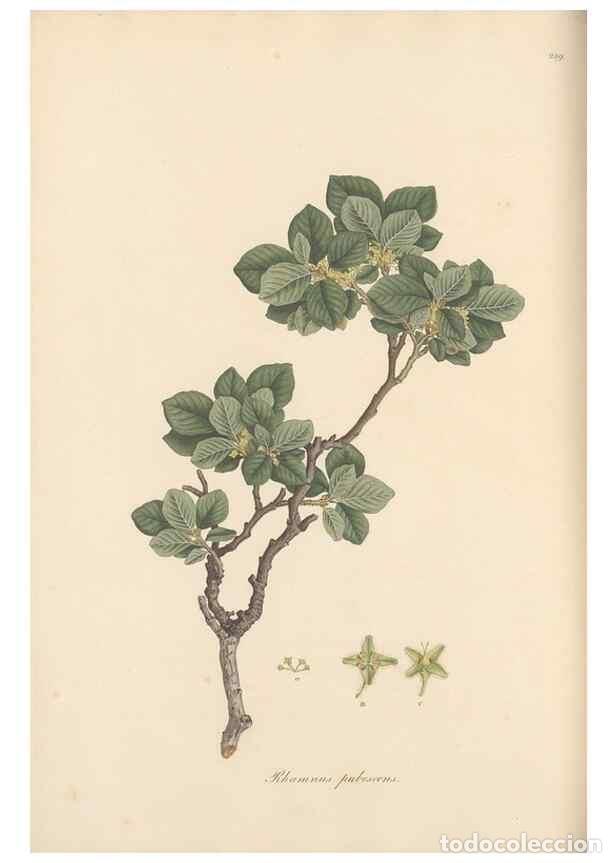 Sammeln von Zeitschriften und Zeitungen: Reproducci&oacute;n/Reproduction 49557202516: Flora Graeca, sive, Plantarum rariorum historia, quas in prov