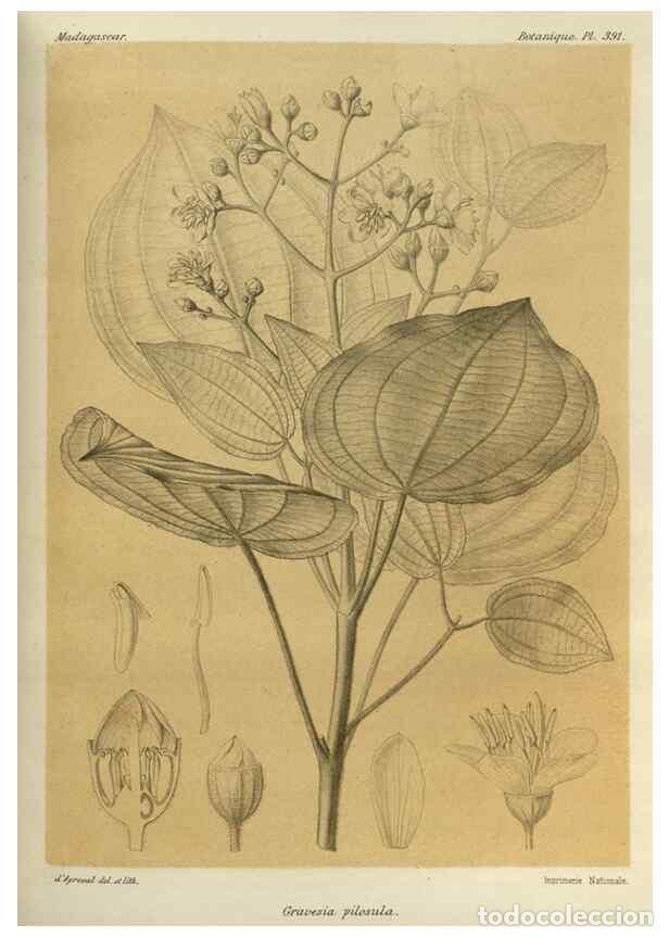 Collezionismo di Riviste e Giornali: Reproducci&oacute;n/Reproduction 49786389967: Histoire physique, naturelle, et politique de Madagascar. Par