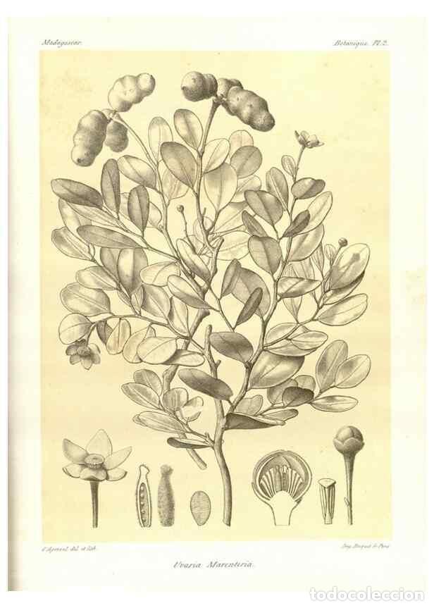 Collezionismo di Riviste e Giornali: Reproducci&oacute;n/Reproduction 49785826756: Histoire physique, naturelle, et politique de Madagascar. Par