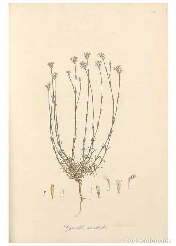 Collezionismo di Riviste e Giornali: Reproducci&oacute;n/Reproduction 49557389801: Flora Graeca, sive, Plantarum rariorum historia, quas in prov