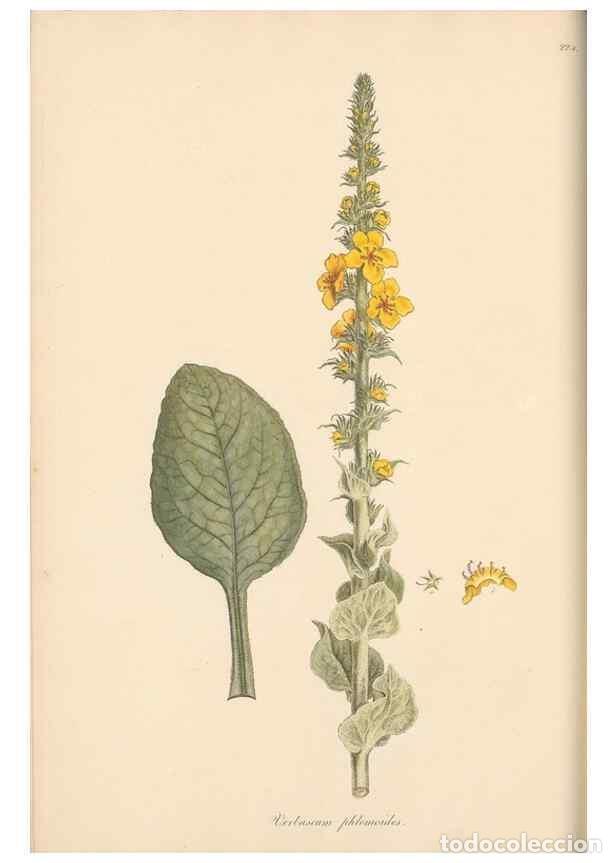 Collezionismo di Riviste e Giornali: Reproducci&oacute;n/Reproduction 49557198596: Flora Graeca, sive, Plantarum rariorum historia, quas in prov