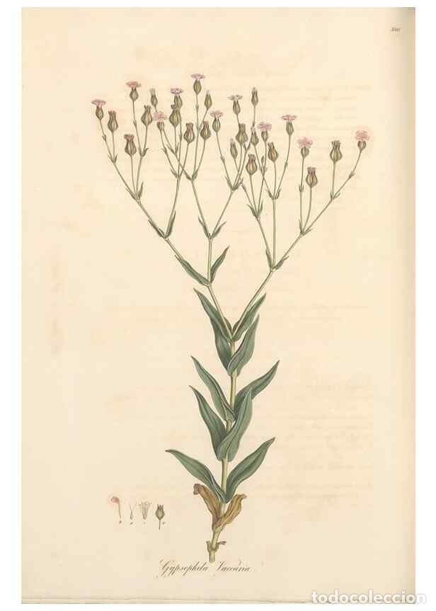 Collezionismo di Riviste e Giornali: Reproducci&oacute;n/Reproduction 49556890063: Flora Graeca, sive, Plantarum rariorum historia, quas in prov
