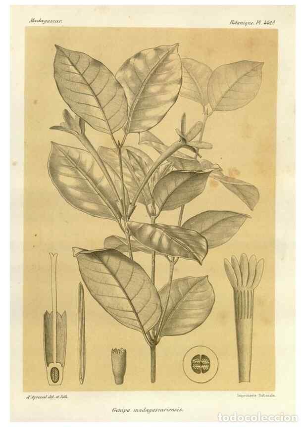 Collezionismo di Riviste e Giornali: Reproducci&oacute;n/Reproduction 49786432157: Histoire physique, naturelle, et politique de Madagascar. Par