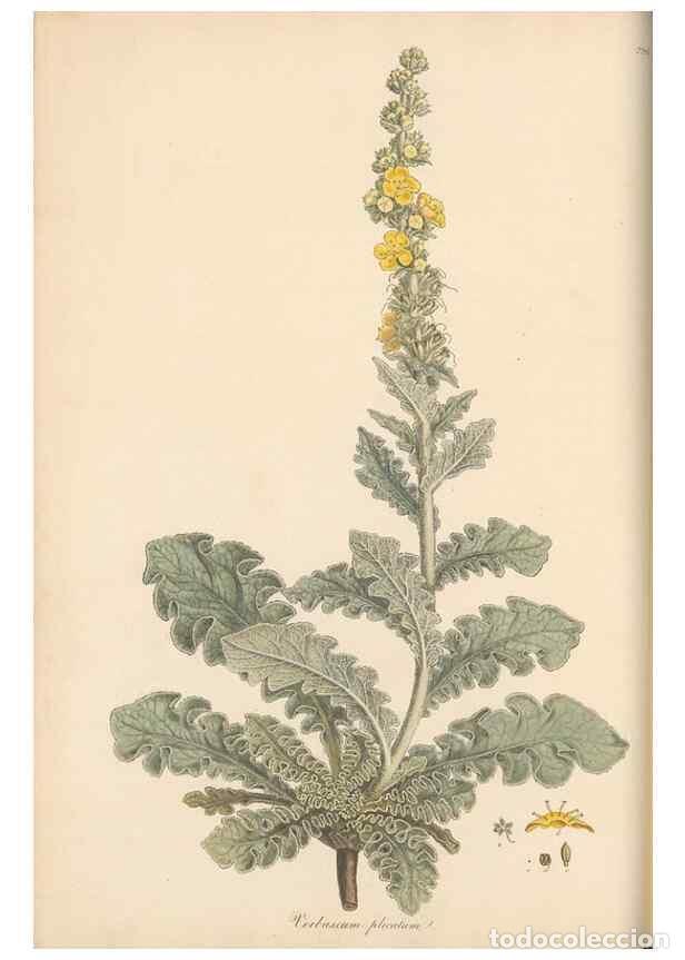 Collezionismo di Riviste e Giornali: Reproducci&oacute;n/Reproduction 49556700033: Flora Graeca, sive, Plantarum rariorum historia, quas in prov