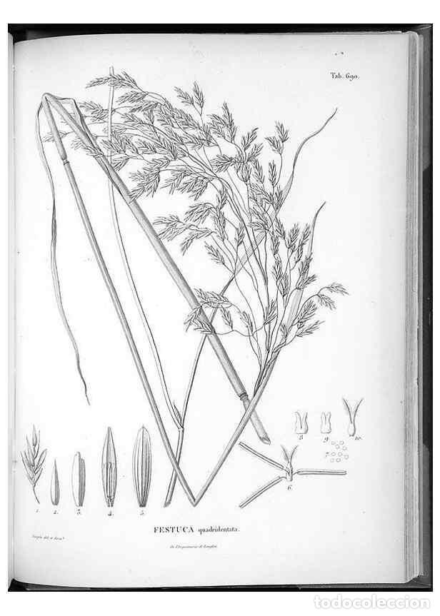 Collezionismo di Riviste e Giornali: Reproducci&oacute;n/Reproduction 49556914932: Nova genera et species plantarum :. Antverpiae :Ex officina C