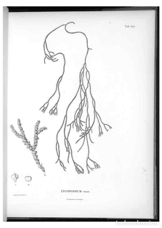 Collezionismo di Riviste e Giornali: Reproducci&oacute;n/Reproduction 49556191178: Nova genera et species plantarum :. Antverpiae :Ex officina C