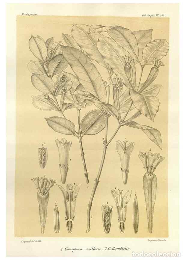 Collectionnisme de Revues et Journaux: Reproducci&oacute;n/Reproduction 49786114276: Histoire physique, naturelle, et politique de Madagascar. Par