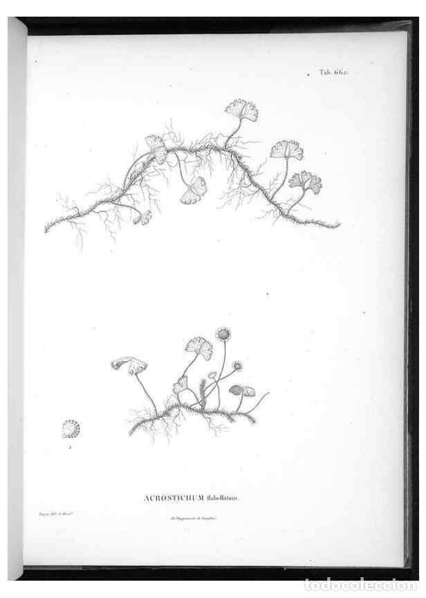 Collectionnisme de Revues et Journaux: Reproducci&oacute;n/Reproduction 49556188408: Nova genera et species plantarum :. Antverpiae :Ex officina C
