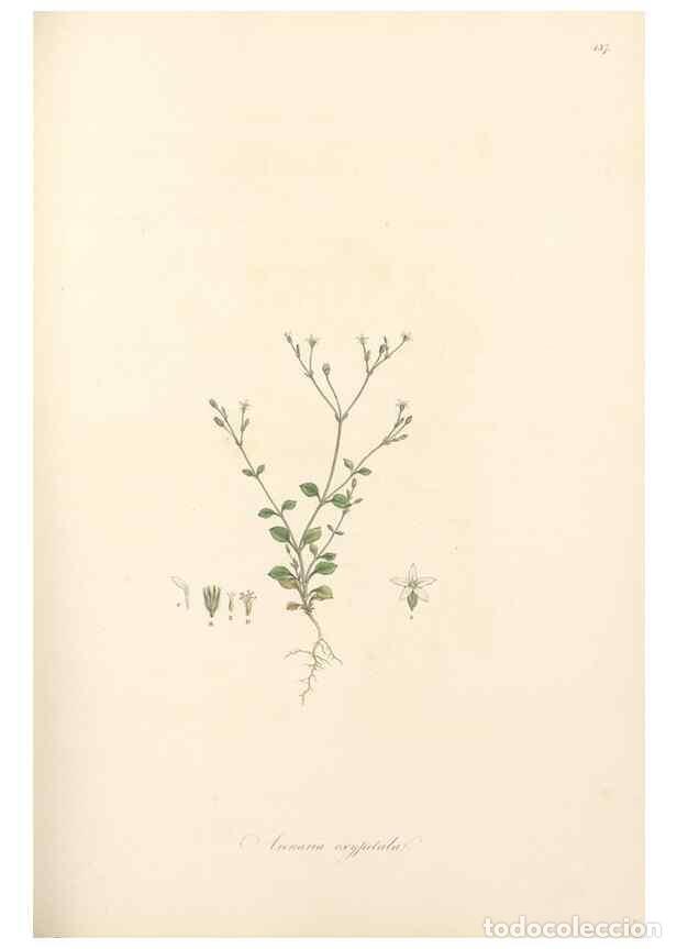 Collectionnisme de Revues et Journaux: Reproducci&oacute;n/Reproduction 49557798967: Flora Graeca, sive, Plantarum rariorum historia, quas in prov