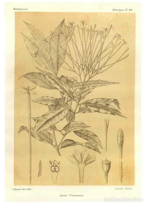 Collectionnisme de Revues et Journaux: Reproducci&oacute;n/Reproduction 49786424867: Histoire physique, naturelle, et politique de Madagascar. Par