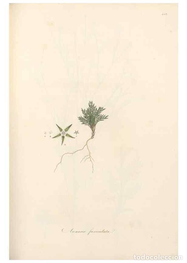 Collectionnisme de Revues et Journaux: Reproducci&oacute;n/Reproduction 49557068033: Flora Graeca, sive, Plantarum rariorum historia, quas in prov