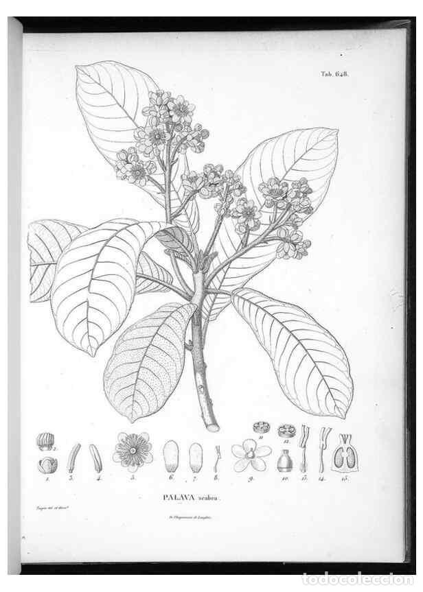 Collectionnisme de Revues et Journaux: Reproducci&oacute;n/Reproduction 49556918722: Nova genera et species plantarum :. Antverpiae :Ex officina C