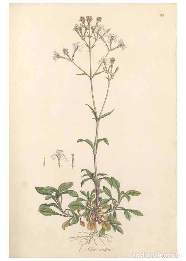 Collectionnisme de Revues et Journaux: Reproducci&oacute;n/Reproduction 49557064168: Flora Graeca, sive, Plantarum rariorum historia, quas in prov
