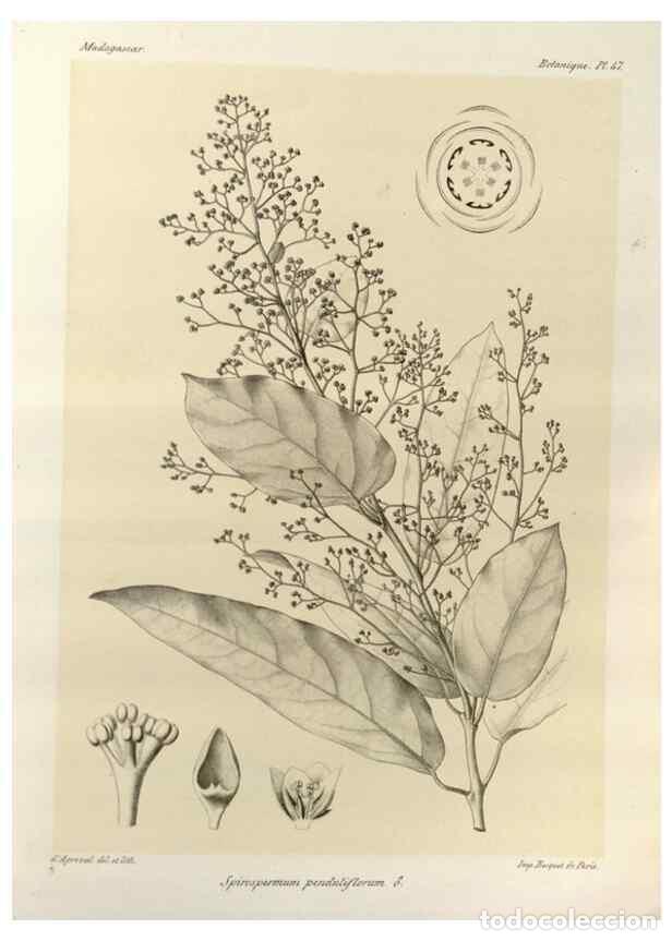 Collectionnisme de Revues et Journaux: Reproducci&oacute;n/Reproduction 49786166132: Histoire physique, naturelle, et politique de Madagascar. Par