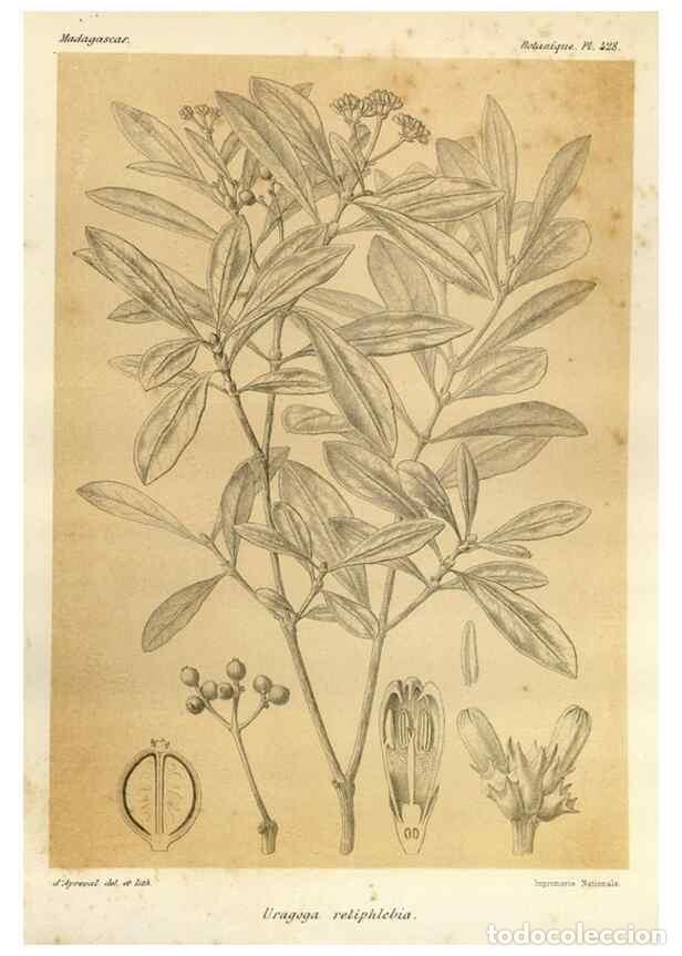 Collectionnisme de Revues et Journaux: Reproducci&oacute;n/Reproduction 49785568683: Histoire physique, naturelle, et politique de Madagascar. Par