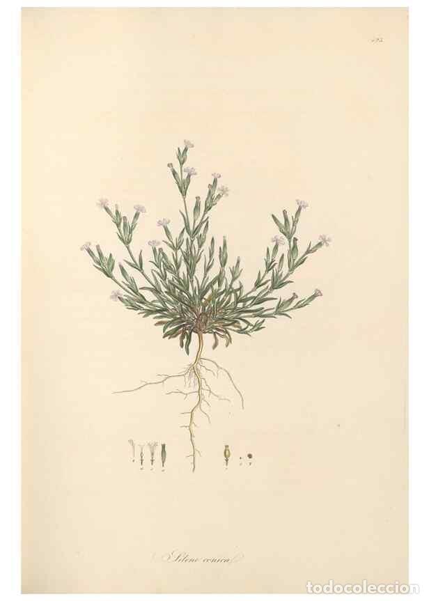 Collectionnisme de Revues et Journaux: Reproducci&oacute;n/Reproduction 49557559896: Flora Graeca, sive, Plantarum rariorum historia, quas in prov