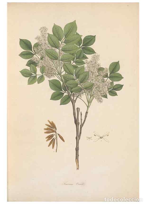 Collectionnisme de Revues et Journaux: Reproducci&oacute;n/Reproduction 49556267073: Flora Graeca, sive, Plantarum rariorum historia, quas in prov