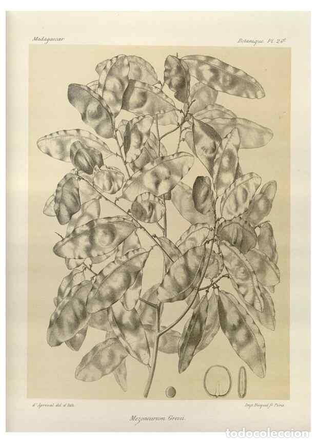 Collectionnisme de Revues et Journaux: Reproducci&oacute;n/Reproduction 49786157422: Histoire physique, naturelle, et politique de Madagascar. Par