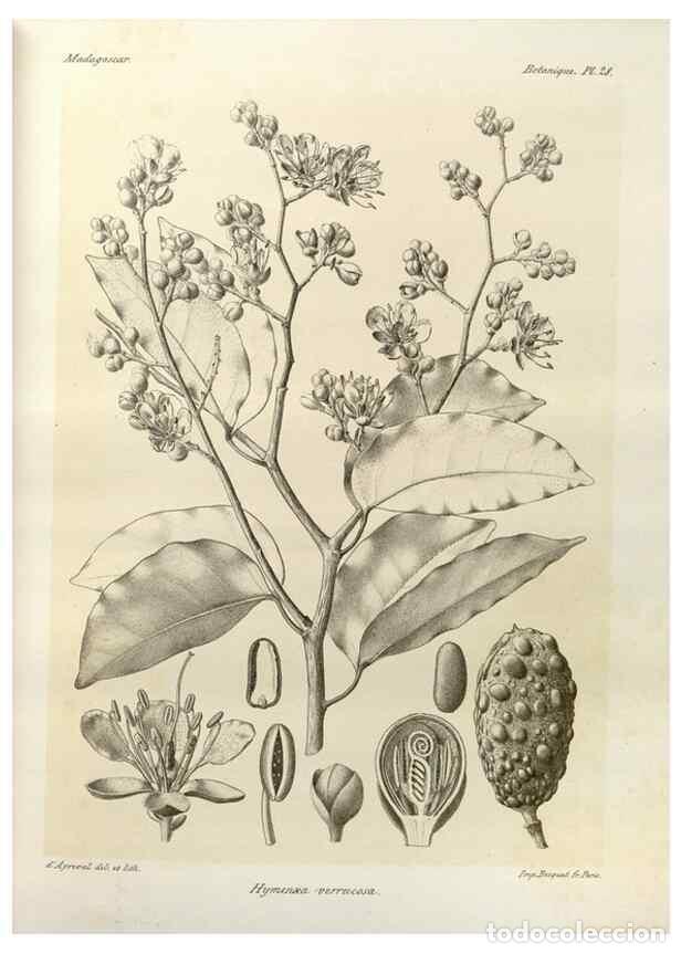 Collectionnisme de Revues et Journaux: Reproducci&oacute;n/Reproduction 49785300298: Histoire physique, naturelle, et politique de Madagascar. Par