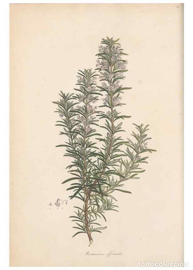 Collectionnisme de Revues et Journaux: Reproducci&oacute;n/Reproduction 49556766511: Flora Graeca, sive, Plantarum rariorum historia, quas in prov