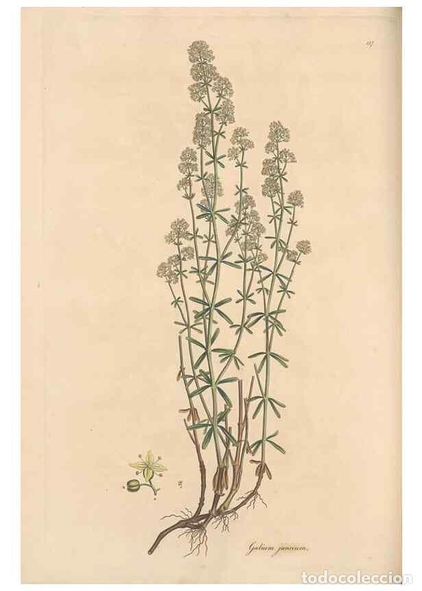 Collectionnisme de Revues et Journaux: Reproducci&oacute;n/Reproduction 49556369598: Flora Graeca, sive, Plantarum rariorum historia, quas in prov