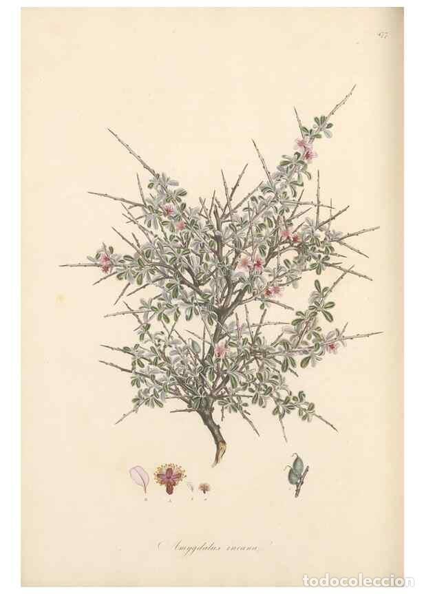 Collectionnisme de Revues et Journaux: Reproducci&oacute;n/Reproduction 49557080963: Flora Graeca, sive, Plantarum rariorum historia, quas in prov