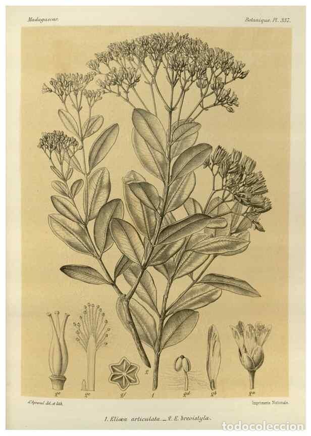 Collectionnisme de Revues et Journaux: Reproducci&oacute;n/Reproduction 49786371502: Histoire physique, naturelle, et politique de Madagascar. Par