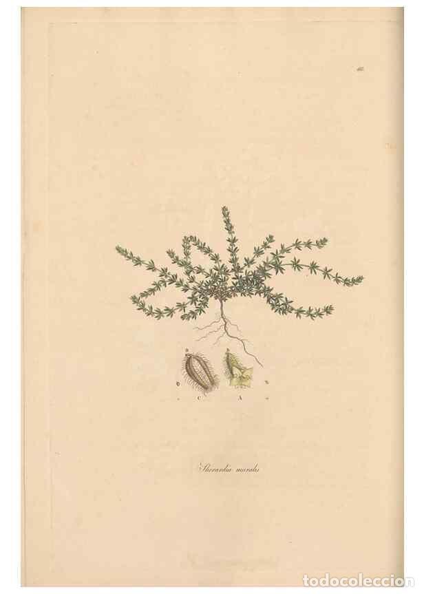 Collectionnisme de Revues et Journaux: Reproducci&oacute;n/Reproduction 49556863146: Flora Graeca, sive, Plantarum rariorum historia, quas in prov