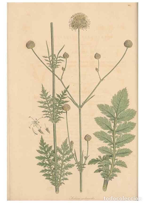 Collectionnisme de Revues et Journaux: Reproducci&oacute;n/Reproduction 49557095682: Flora Graeca, sive, Plantarum rariorum historia, quas in prov