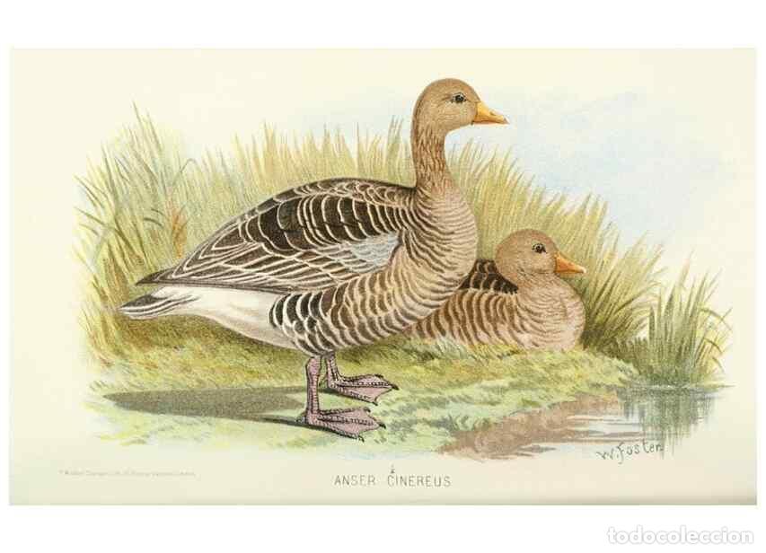 Collectionnisme de Revues et Journaux: Reproducci&oacute;n/Reproduction 49786030367: Indian sporting birds /. London :Francis Edwards,1915.. - Fin