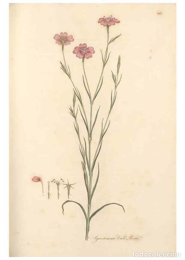 Sammeln von Zeitschriften und Zeitungen: Reproducci&oacute;n/Reproduction 49557804037: Flora Graeca, sive, Plantarum rariorum historia, quas in prov