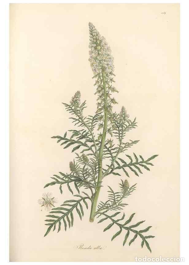 Sammeln von Zeitschriften und Zeitungen: Reproducci&oacute;n/Reproduction 49557073818: Flora Graeca, sive, Plantarum rariorum historia, quas in prov
