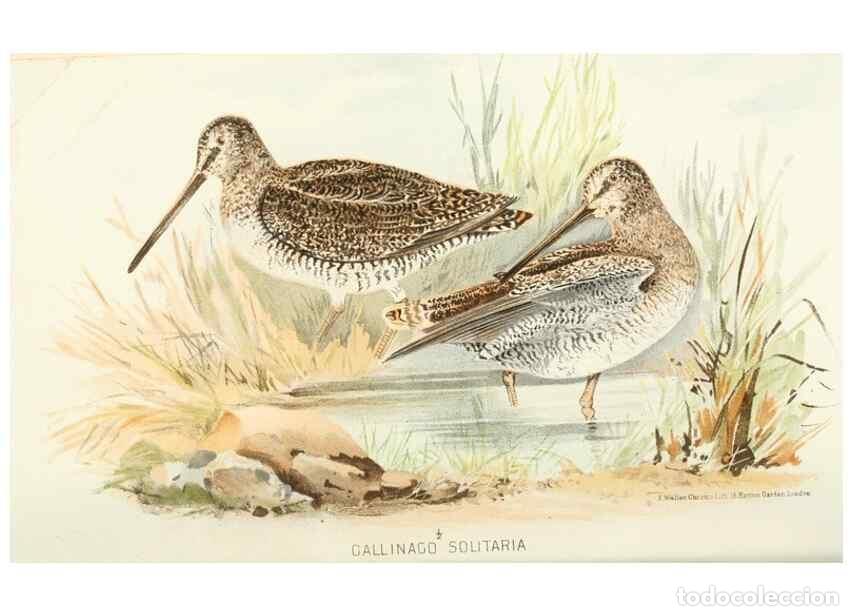 Sammeln von Zeitschriften und Zeitungen: Reproducci&oacute;n/Reproduction 49785176498: Indian sporting birds /. London :Francis Edwards,1915.. - Fin
