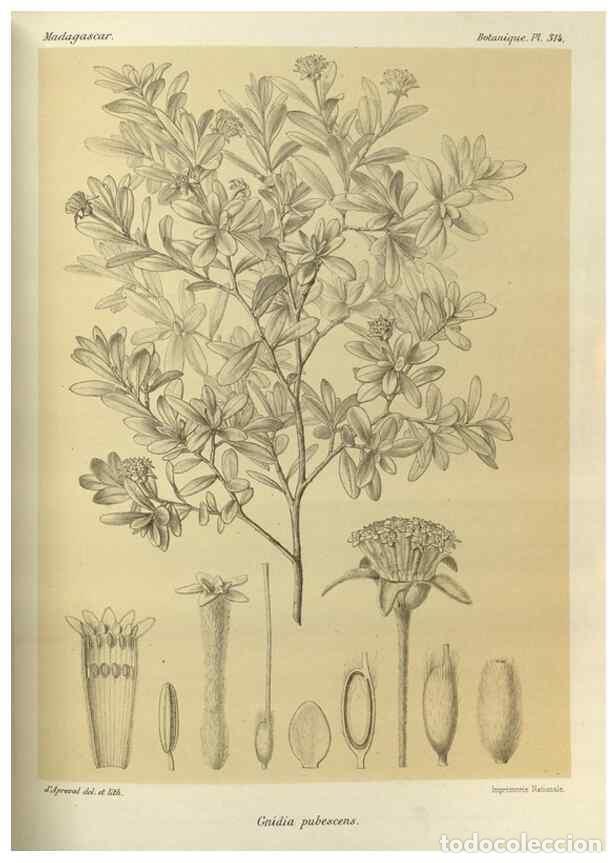 Sammeln von Zeitschriften und Zeitungen: Reproducci&oacute;n/Reproduction 49786045786: Histoire physique, naturelle, et politique de Madagascar. Par