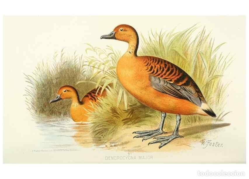 Sammeln von Zeitschriften und Zeitungen: Reproducci&oacute;n/Reproduction 49785171363: Indian sporting birds /. London :Francis Edwards,1915.. - Fin