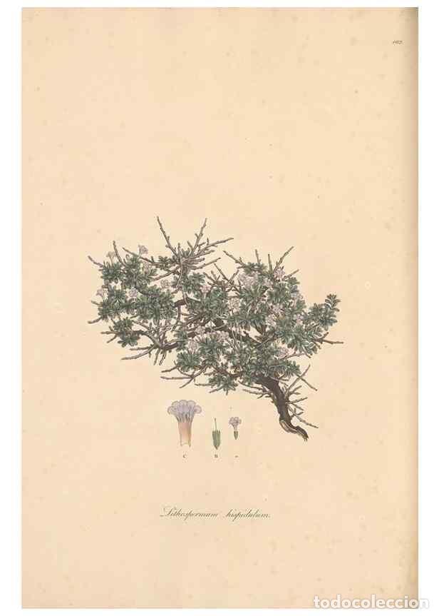 Sammeln von Zeitschriften und Zeitungen: Reproducci&oacute;n/Reproduction 49556381623: Flora Graeca, sive, Plantarum rariorum historia, quas in prov