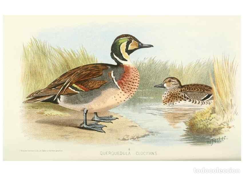Sammeln von Zeitschriften und Zeitungen: Reproducci&oacute;n/Reproduction 49785699341: Indian sporting birds /. London :Francis Edwards,1915.. - Fin