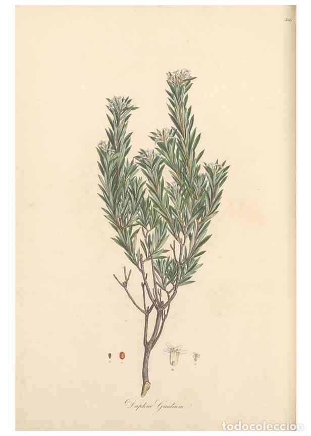 Sammeln von Zeitschriften und Zeitungen: Reproducci&oacute;n/Reproduction 49556881608: Flora Graeca, sive, Plantarum rariorum historia, quas in prov