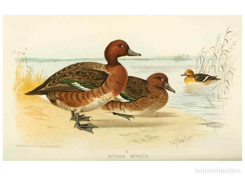 Sammeln von Zeitschriften und Zeitungen: Reproducci&oacute;n/Reproduction 49785701551: Indian sporting birds /. London :Francis Edwards,1915.. - Fin