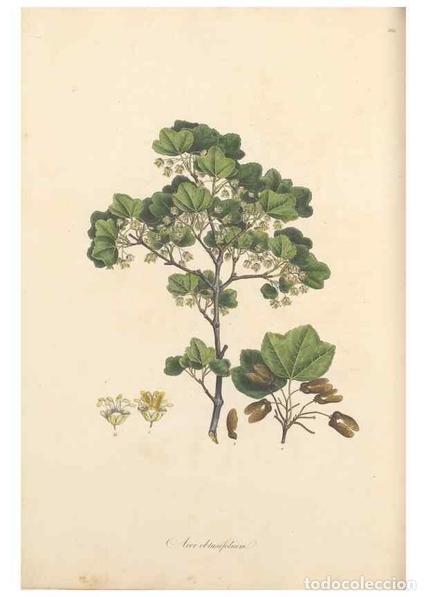 Sammeln von Zeitschriften und Zeitungen: Reproducci&oacute;n/Reproduction 49557617297: Flora Graeca, sive, Plantarum rariorum historia, quas in prov