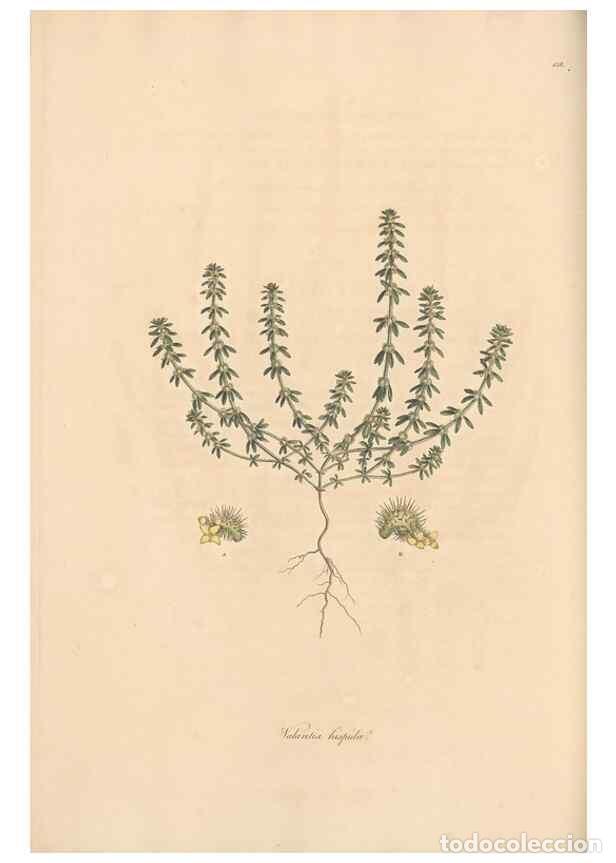 Sammeln von Zeitschriften und Zeitungen: Reproducci&oacute;n/Reproduction 49556871171: Flora Graeca, sive, Plantarum rariorum historia, quas in prov