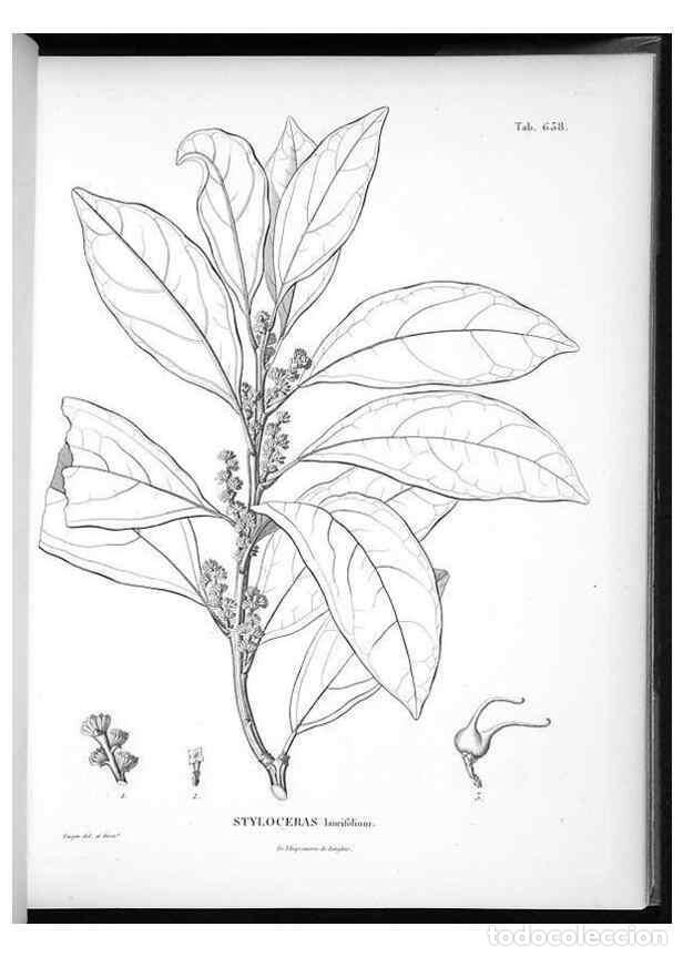 Sammeln von Zeitschriften und Zeitungen: Reproducci&oacute;n/Reproduction 49556169748: Nova genera et species plantarum :. Antverpiae :Ex officina C