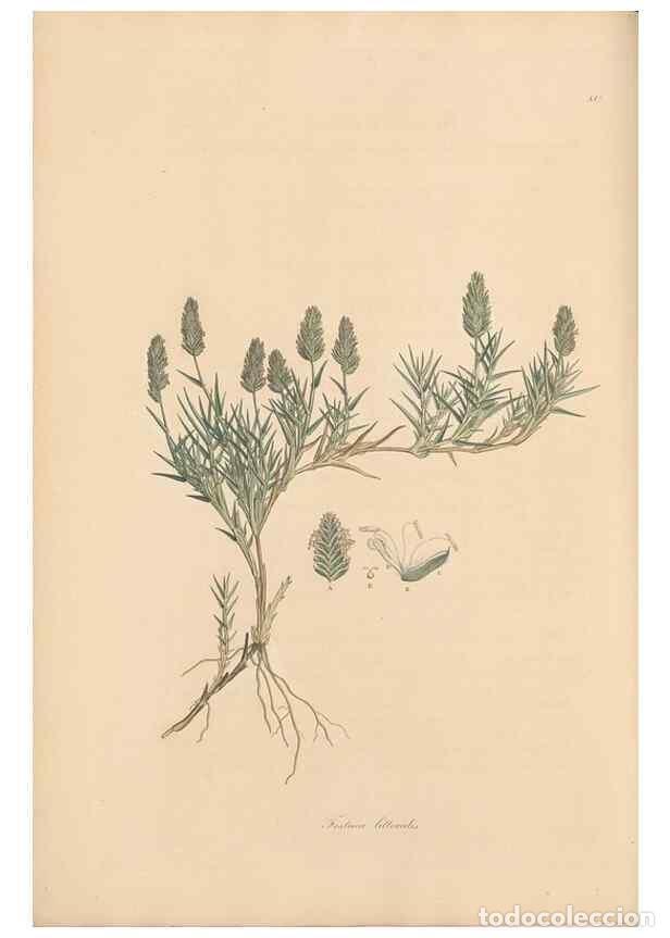 Collectionnisme de Revues et Journaux: Reproducci&oacute;n/Reproduction 49556299838: Flora Graeca, sive, Plantarum rariorum historia, quas in prov