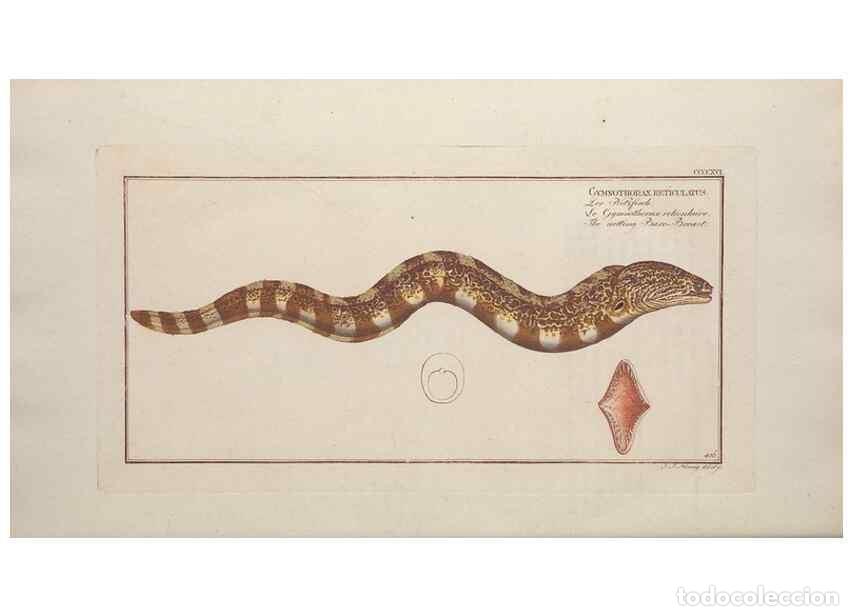 Collectionnisme de Revues et Journaux: Reproducci&oacute;n/Reproduction 49774603191: Ichtyologie, ou, Histoire naturelle, g&eacute;n&eacute;rale et particuli&egrave;re