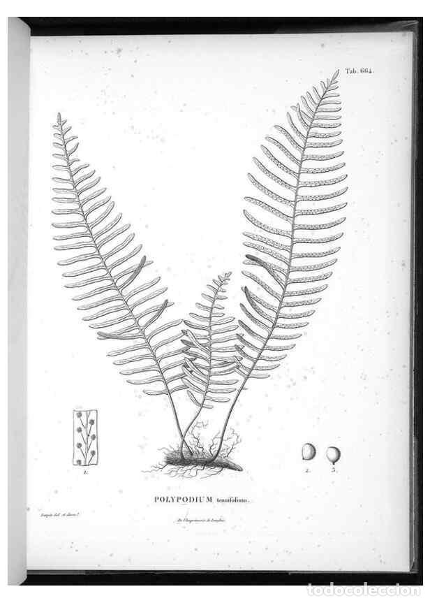 Collectionnisme de Revues et Journaux: Reproducci&oacute;n/Reproduction 49556685376: Nova genera et species plantarum :. Antverpiae :Ex officina C