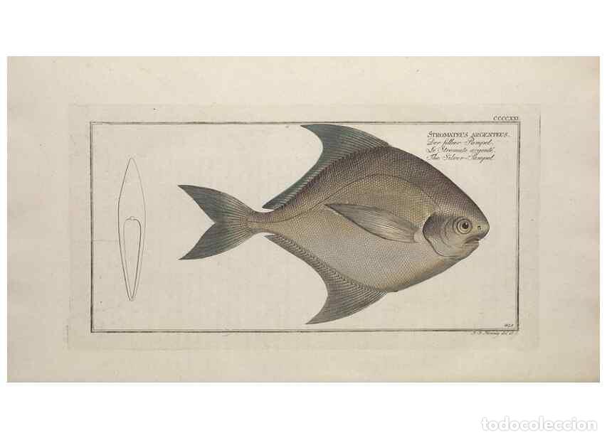 Collectionnisme de Revues et Journaux: Reproducci&oacute;n/Reproduction 49774074528: Ichtyologie, ou, Histoire naturelle, g&eacute;n&eacute;rale et particuli&egrave;re