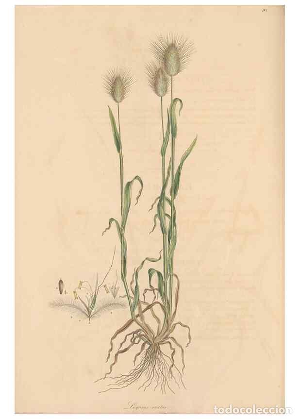 Collectionnisme de Revues et Journaux: Reproducci&oacute;n/Reproduction 49556302688: Flora Graeca, sive, Plantarum rariorum historia, quas in prov