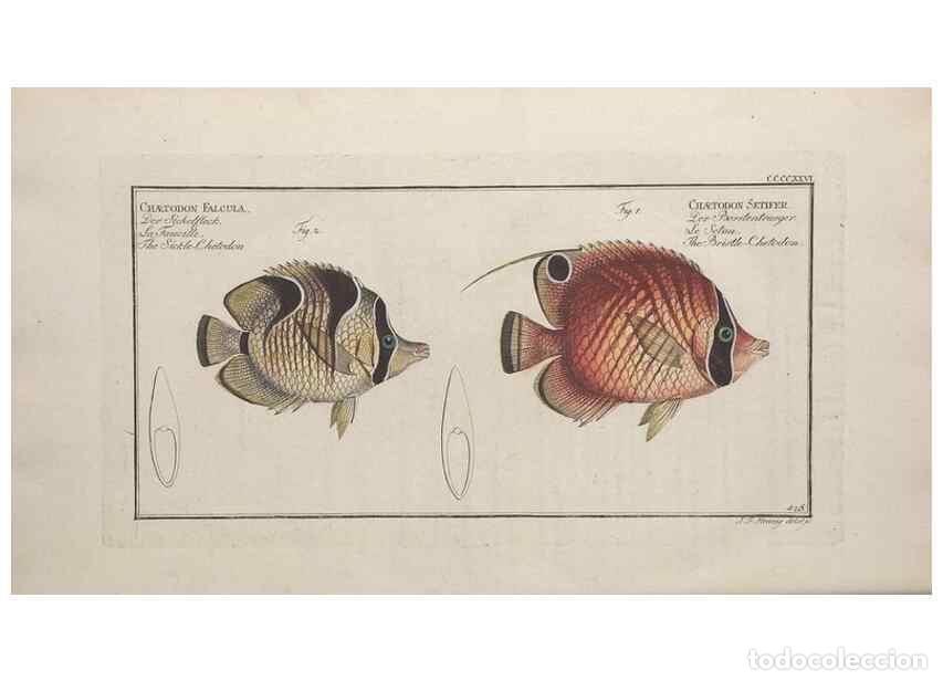 Collectionnisme de Revues et Journaux: Reproducci&oacute;n/Reproduction 49774606776: Ichtyologie, ou, Histoire naturelle, g&eacute;n&eacute;rale et particuli&egrave;re