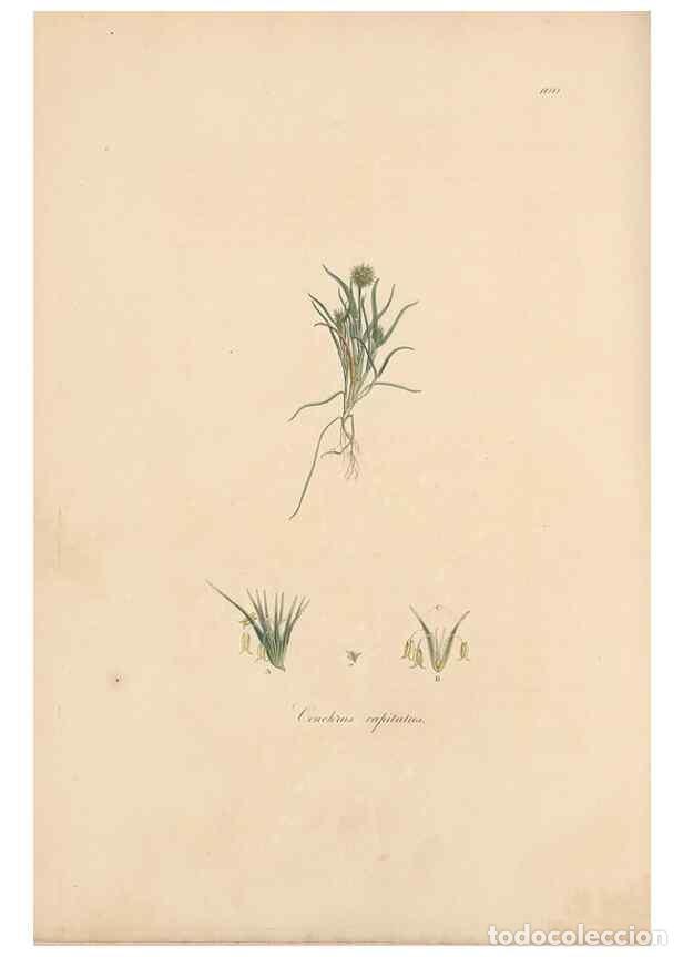 Collectionnisme de Revues et Journaux: Reproducci&oacute;n/Reproduction 49556802631: Flora Graeca, sive, Plantarum rariorum historia, quas in prov